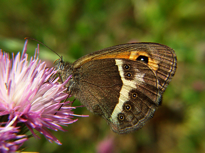 Pyronia bathseba